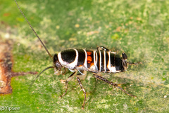 Hemithyrsocera vittata