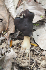 Helvella monachella
