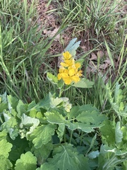 Chelidonium majus
