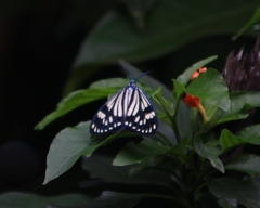 Cyclosia papilionaris