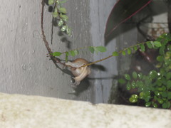 Quantula striata