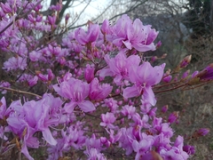 Rhododendron dilatatum dilatatum