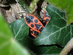Pyrrhocoris apterus