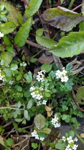Yellowcress (Nasturtium × sterile)