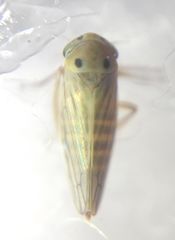 Cicadellidae