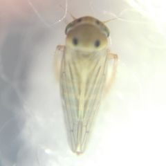 Cicadellidae
