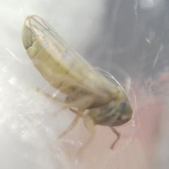 Cicadellidae