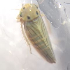 Cicadellidae
