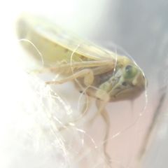 Cicadellidae