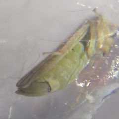 Cicadellidae
