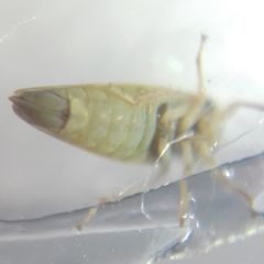 Cicadellidae