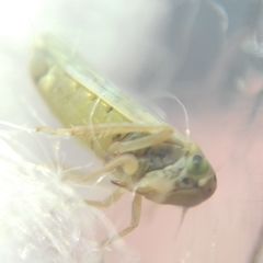 Cicadellidae