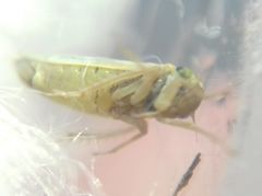 Cicadellidae