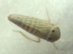 Cicadellidae
