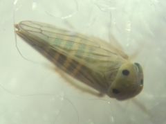 Cicadellidae
