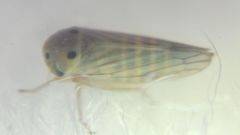 Cicadellidae