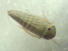 Cicadellidae