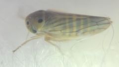 Cicadellidae