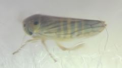 Cicadellidae