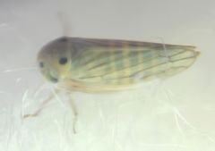 Cicadellidae