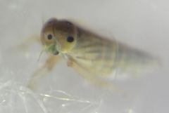 Cicadellidae