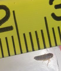 Cicadellidae