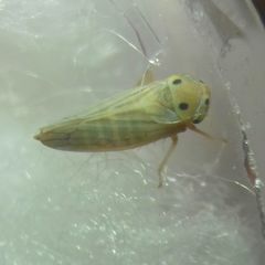 Cicadellidae