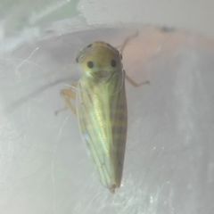 Cicadellidae