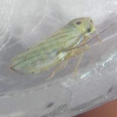 Cicadellidae