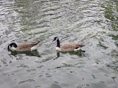 Branta canadensis