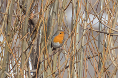 Erithacus rubecula