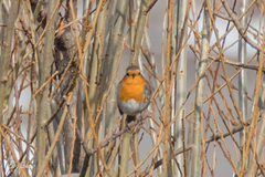 Erithacus rubecula