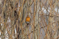 Erithacus rubecula