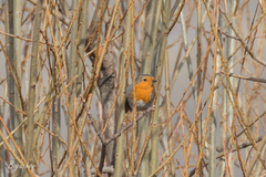 Erithacus rubecula