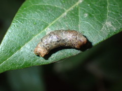 Pterygota