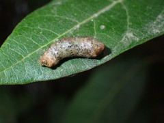 Pterygota