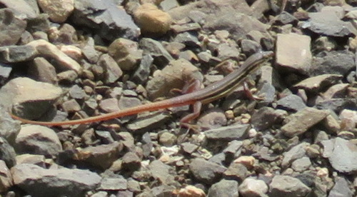 Namaqua Sand Lizard, Pedioplanis namaquensis