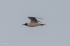 Chroicocephalus ridibundus