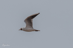 Chroicocephalus ridibundus