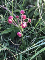 Zaluzianskya elongata
