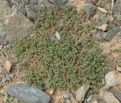 Portulaca quadrifida
