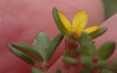 Portulaca quadrifida