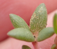 Portulaca quadrifida