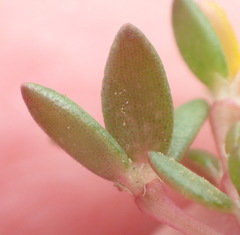 Portulaca quadrifida