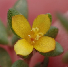 Portulaca quadrifida