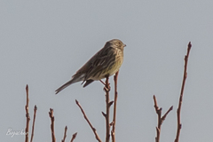 Emberiza citrinella