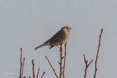 Emberiza citrinella