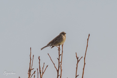 Emberiza citrinella