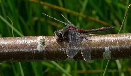 Ruby Whiteface, Tilburg, NL-NB, NL, photo 10 of 10