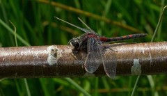 Leucorrhinia rubicunda
